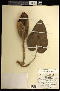 Philodendron scandens image