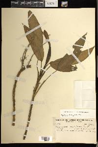 Dieffenbachia aurantiaca image