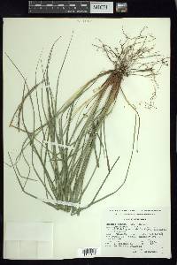 Carex hamata image