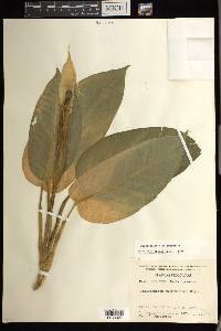 Dieffenbachia aurantiaca image