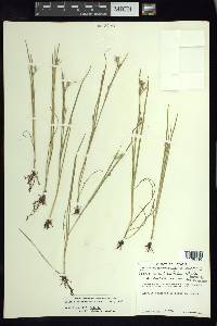 Scleria reticularis image