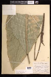 Anthurium schlechtendalii image