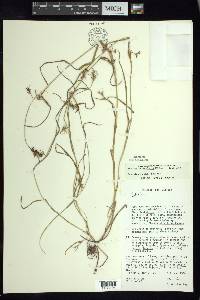 Scleria reticularis image