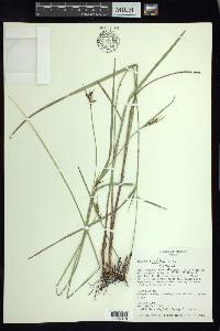 Scleria oligantha image