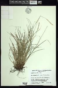 Carex hamata image