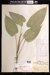 Anthurium microspadix image