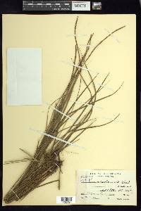 Carex hamata image