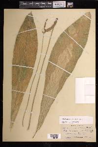 Anthurium schlechtendalii image