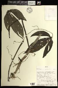 Philodendron tripartitum image