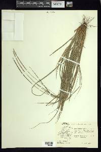 Carex hamata image