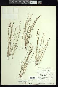 Scleria tenella image