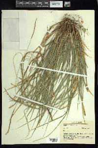 Carex hamata image