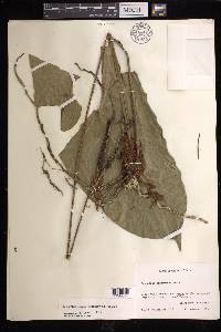 Anthurium lucens image