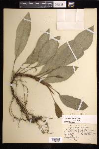 Anthurium obtusum image