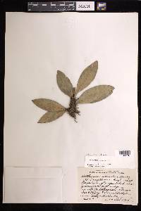 Anthurium obtusum image