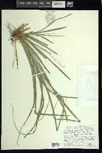 Carex hamata image