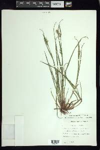 Scleria reticularis image