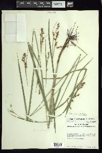 Scleria scabriuscula image