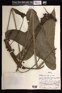 Anthurium lucens image