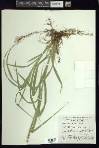 Carex hamata image