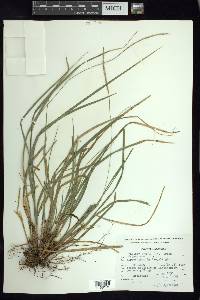 Carex hamata image