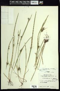 Scleria reticularis image