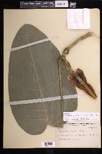 Philodendron popenoei image