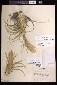 Tillandsia benthamiana image