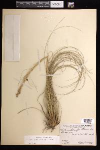 Tillandsia festucoides image