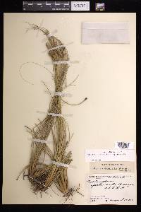 Tillandsia festucoides image