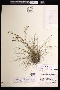 Tillandsia filifolia image