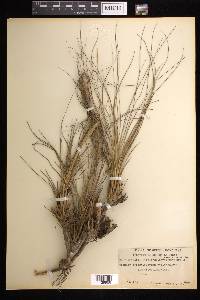 Tillandsia juncea image