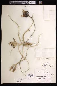 Tillandsia bulbosa image
