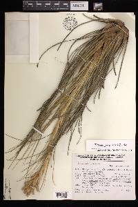 Tillandsia juncea image