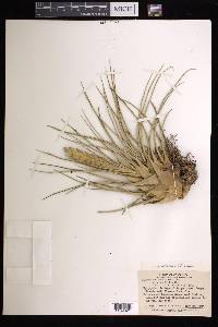 Tillandsia fasciculata image