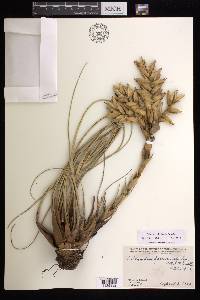 Tillandsia fasciculata image