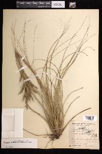 Tillandsia festucoides image