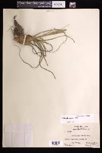 Tillandsia butzii image