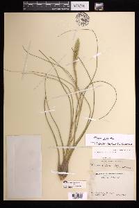 Tillandsia butzii image