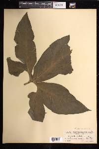 Xanthosoma wendlandii image