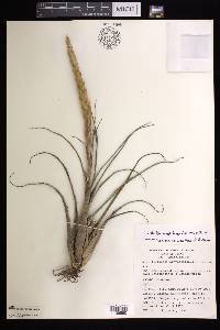 Tillandsia achyrostachys image