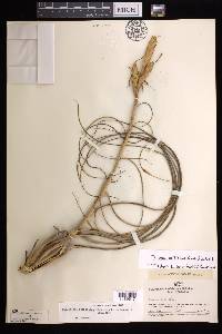 Tillandsia balbisiana image