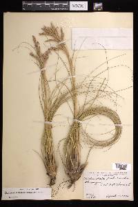 Tillandsia festucoides image