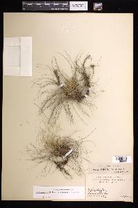 Tillandsia filifolia image