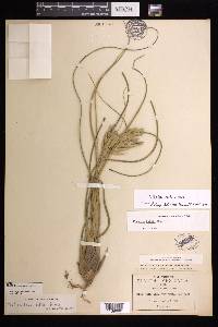 Tillandsia butzii image