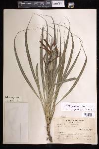 Pitcairnia punicea image