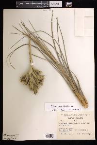 Tillandsia juncea image