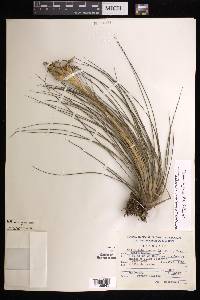 Tillandsia juncea image