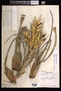 Tillandsia fasciculata image