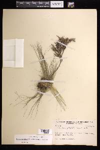 Tillandsia filifolia image